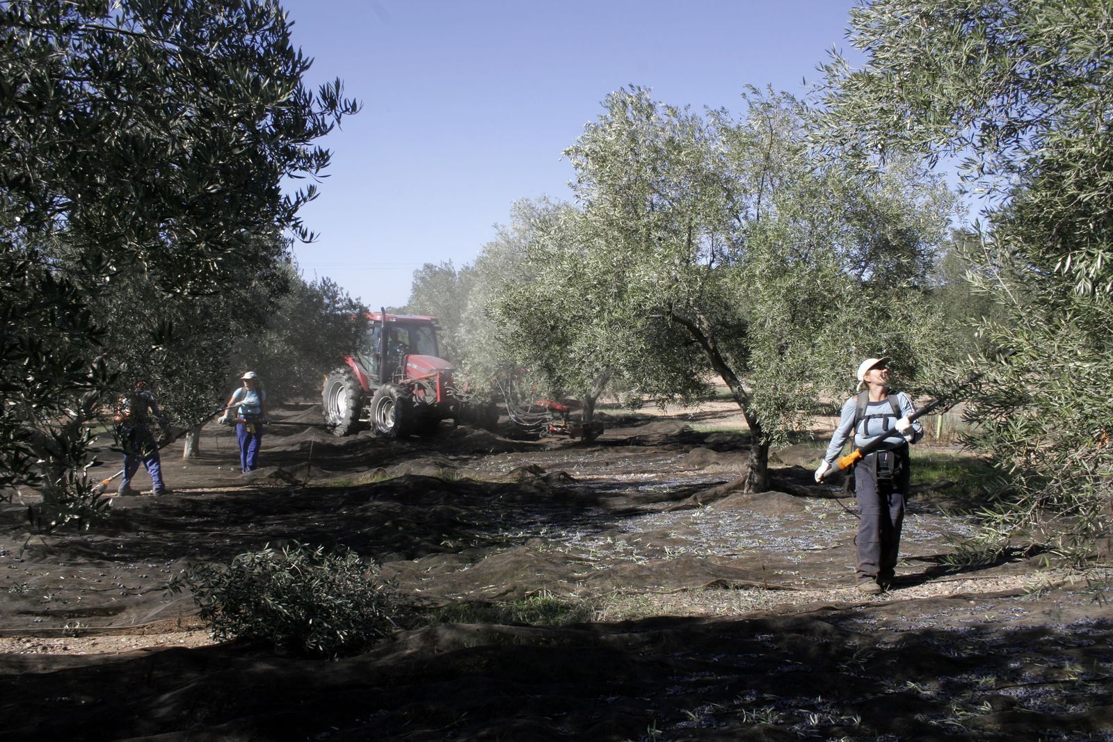 Una cuadrilla de jornaleras recoge aceituna en una finca de la provincia.