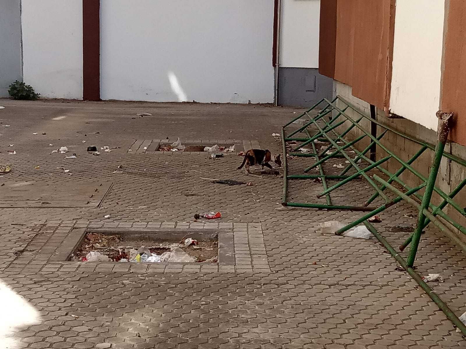 Un gato en una acera llena de basura en la barriada de La Oliva.