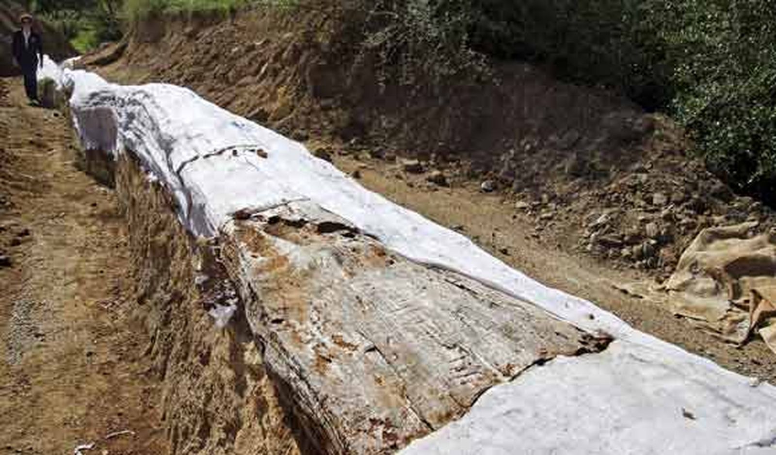 El tronco fósil hallado en la Sierra Norte se expone al público