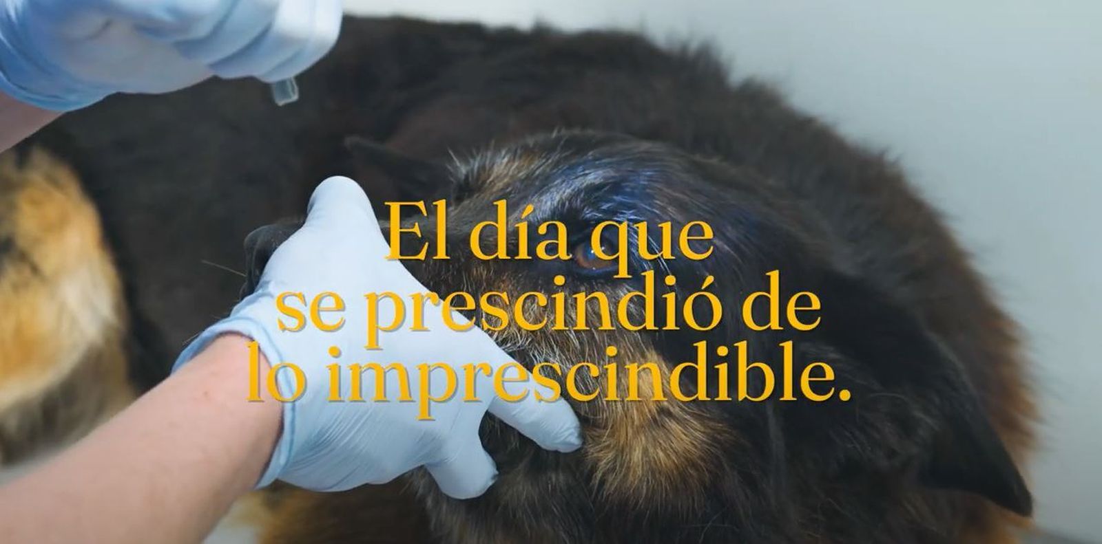 El Consejo Andaluz de Veterinarios lanza una campaña en la que se reivindica como agente sanitario "imprescindible"