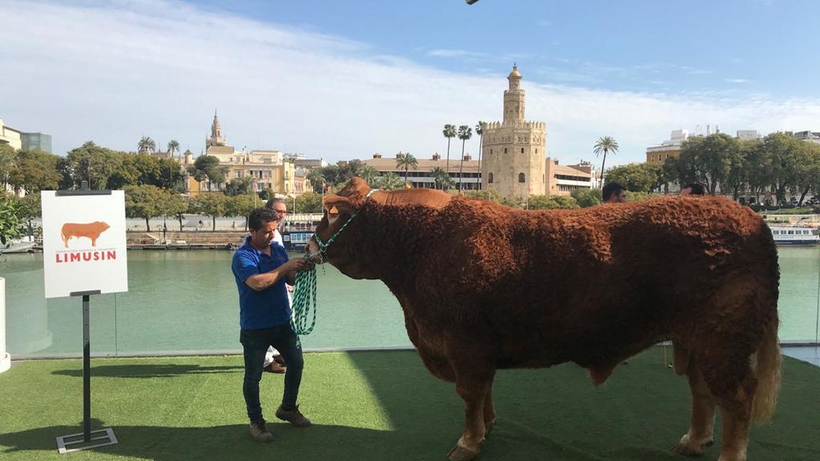 'Limonero', el toro campeón de España de la raza limusina, en Abades Triana