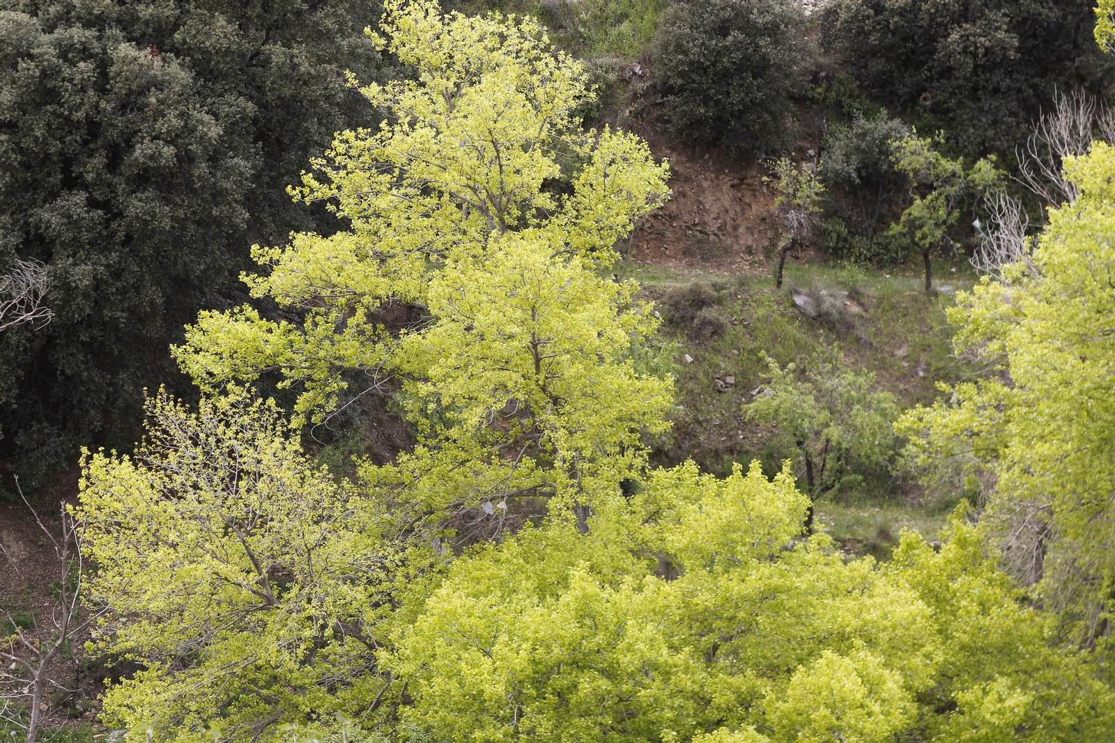 Naturaleza desconfinada. La Roza (Abrucena)