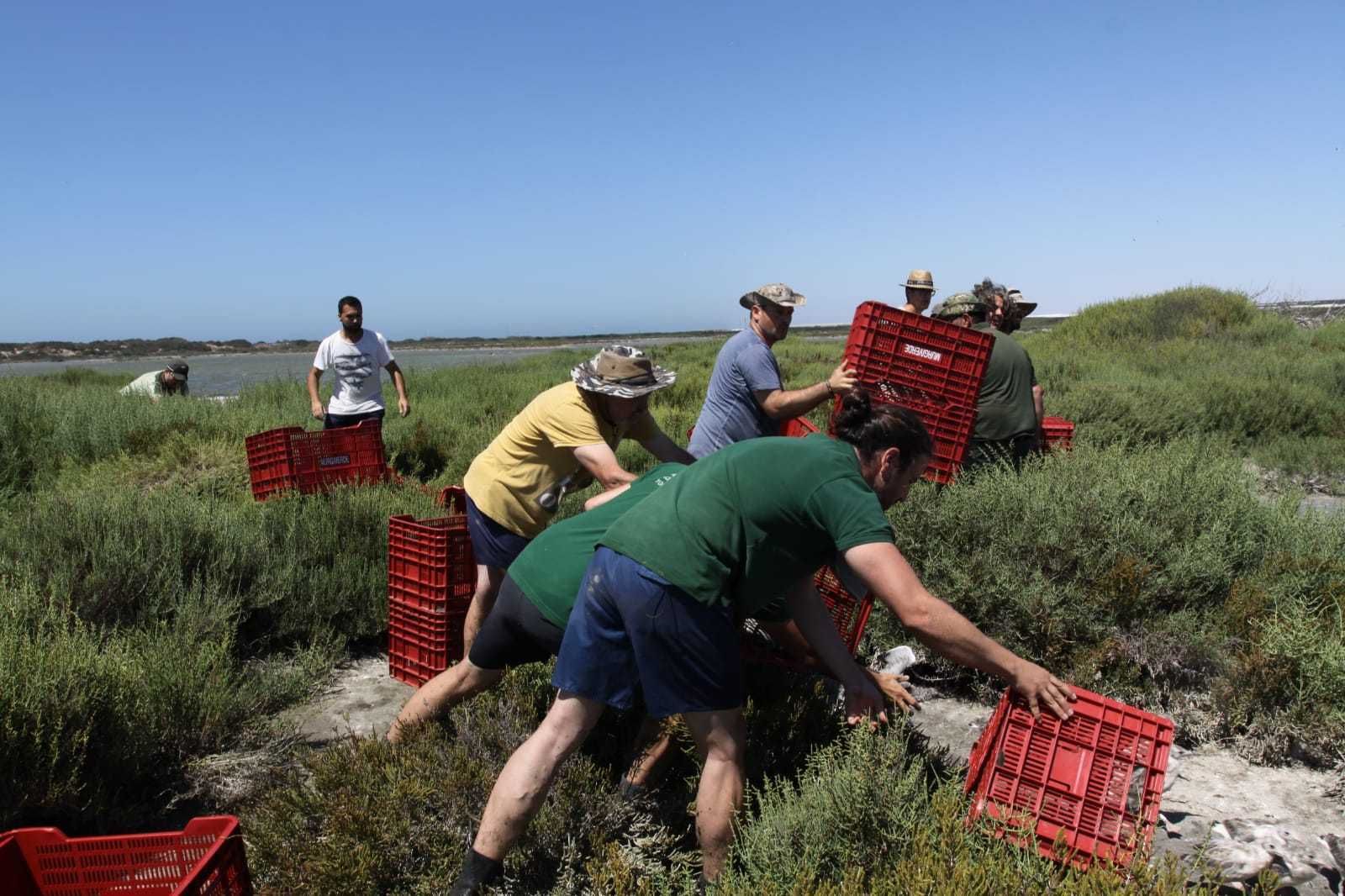 La hora de la gaviota picofina