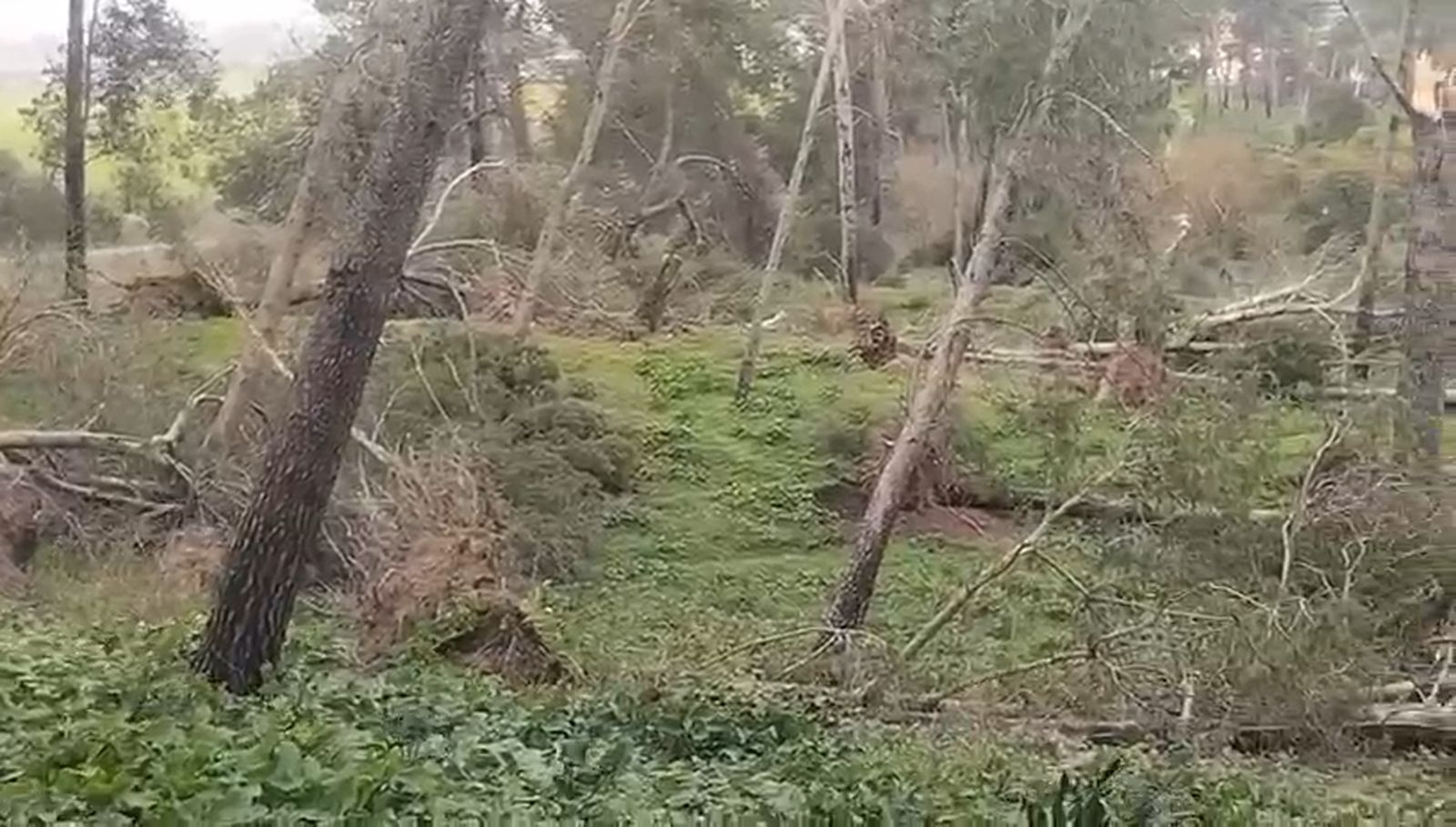El temporal destroza el parque periurbano de Estella del Marqués: 30 árboles caídos