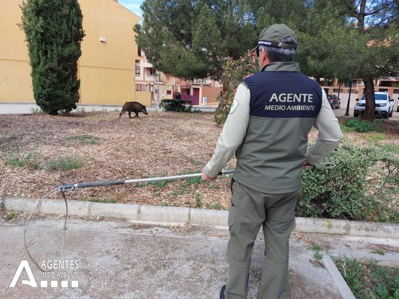 Capturan a un jabalí que deambulaba por las calles del Zaidín