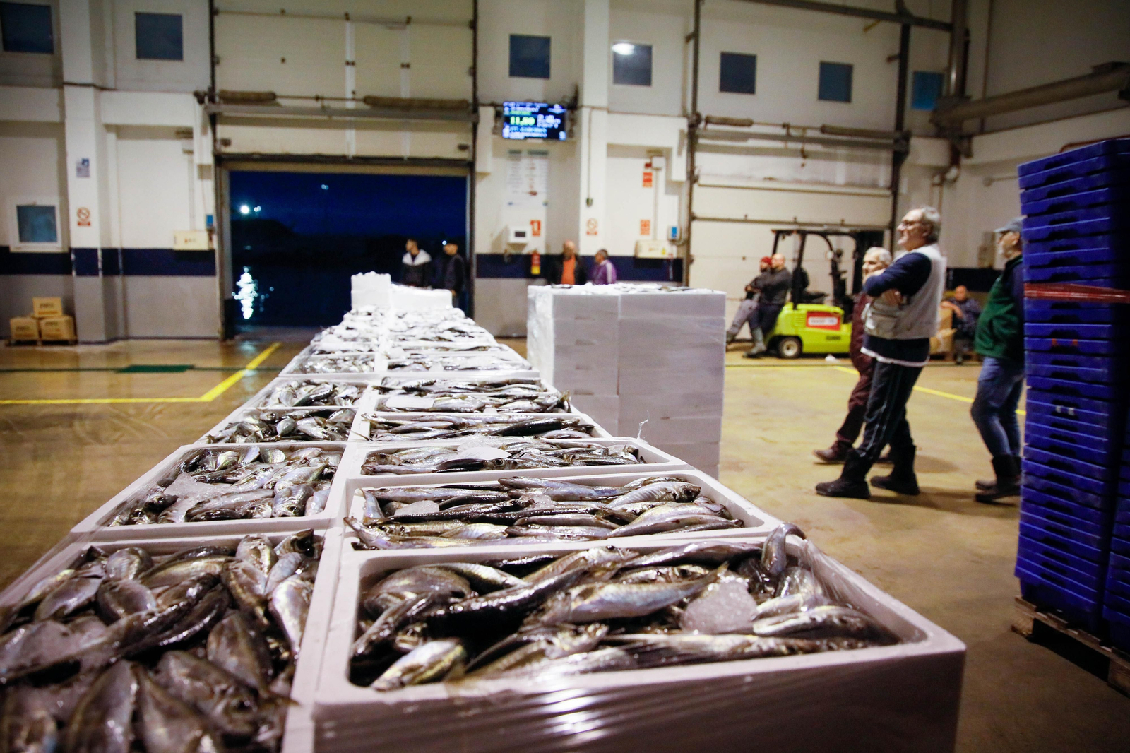 Te contamos en imágenes como ha sido la descarga de las traiñas en la lonja de Almería