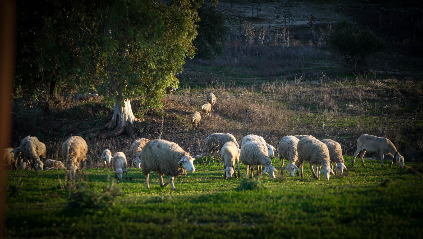 Imágenes de los vecinos de Mesas de Asta en los terrenos de Asta Regia