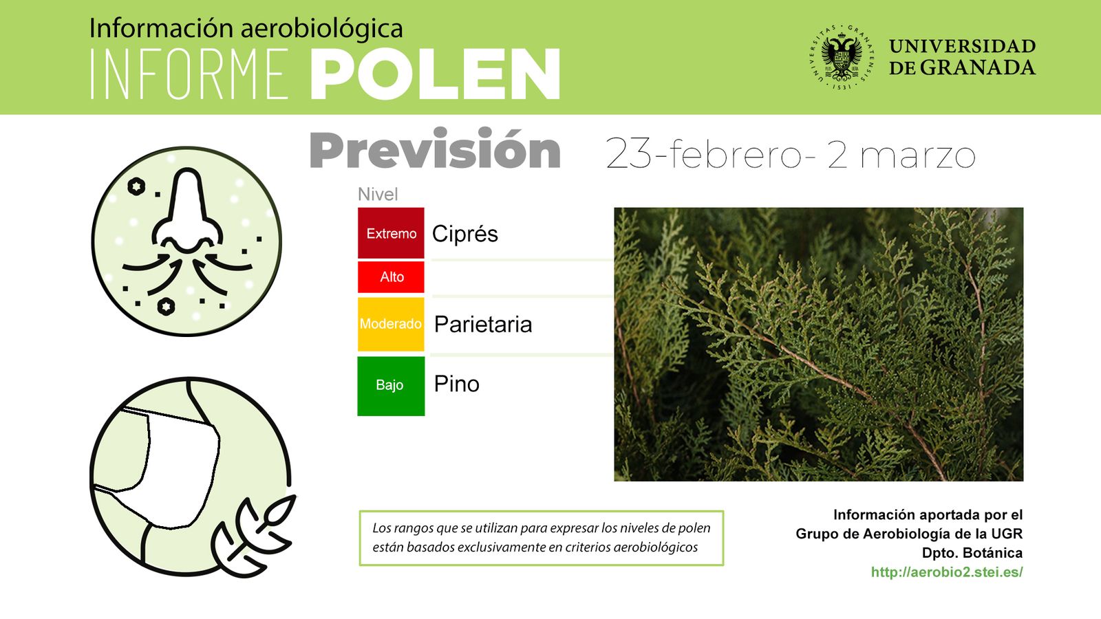 El polen del ciprés sigue en cotas "extremas" en Granada.