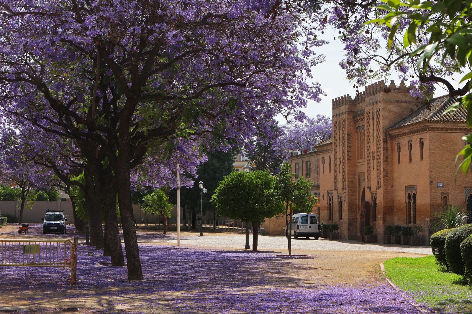 Las jacarandas vuelven a teñir de morado Sevilla