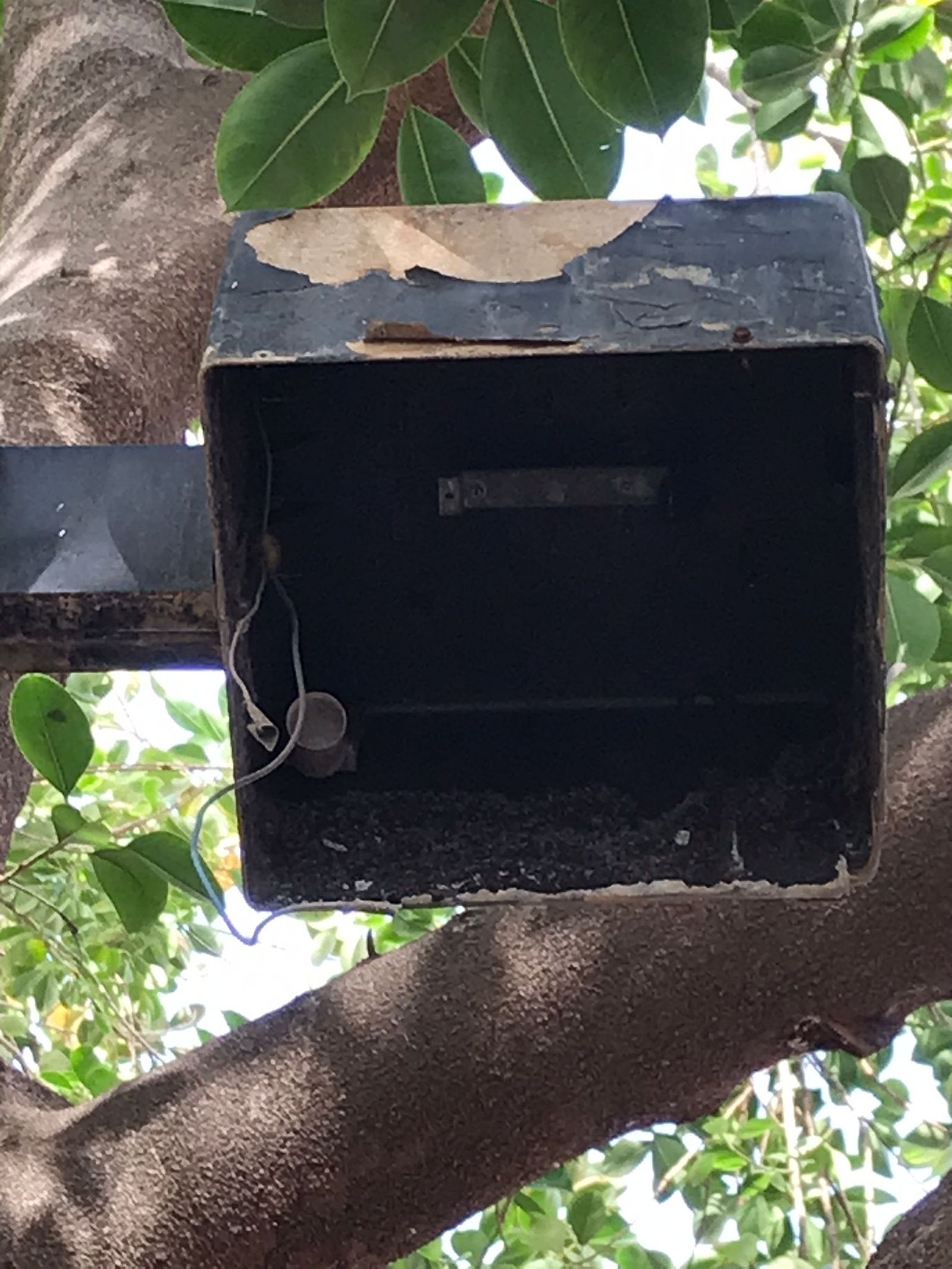 Farola engullida por el ficus y que además no tiene bombilla