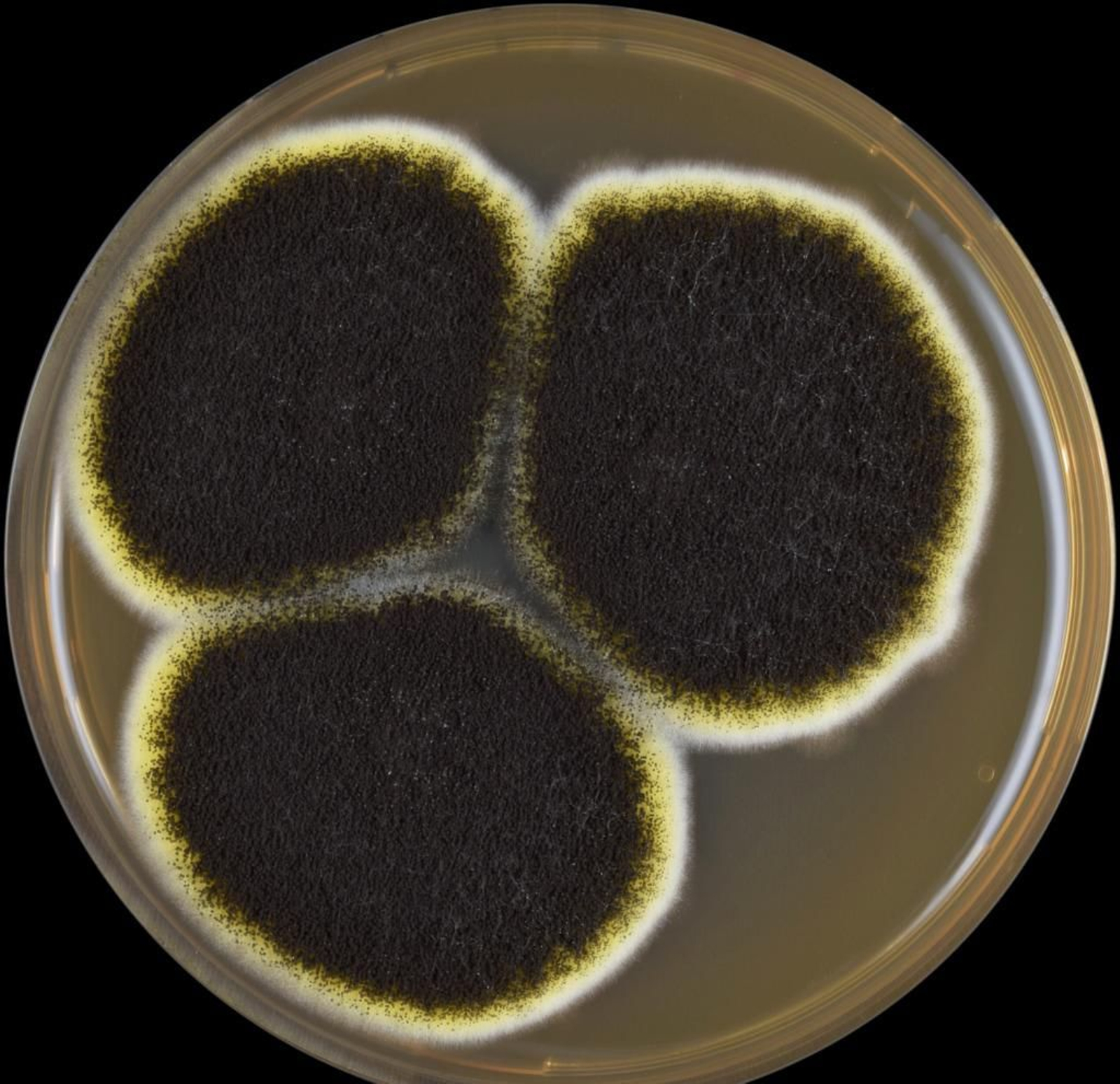 Aspergillus niger meaox.