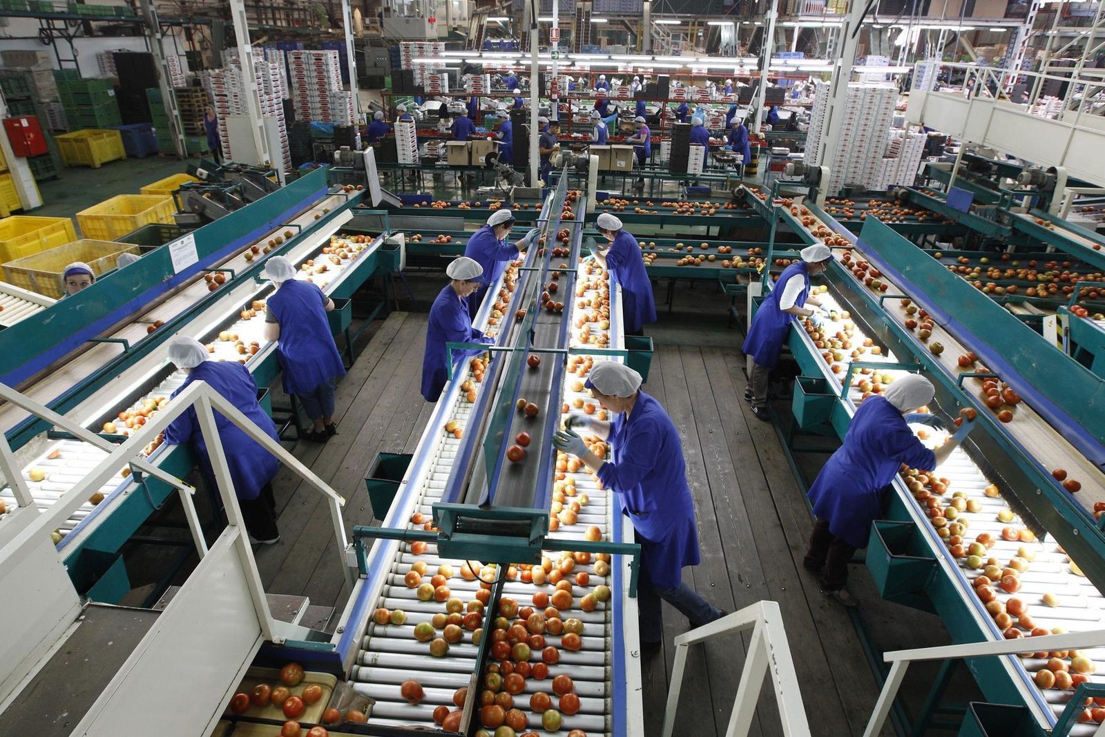 Vicasol invertirá 20 millones en su nueva nave de manipulado en El Ejido