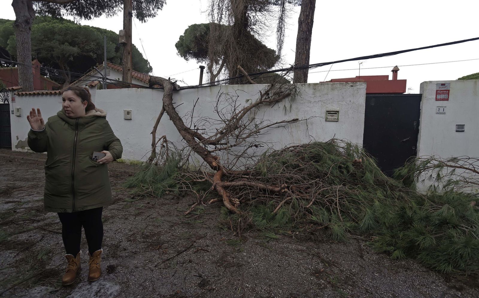 24 horas sin electricidad en la urbanización Los Pinos por árboles caídos tras la borrasca Kristin, en imágenes