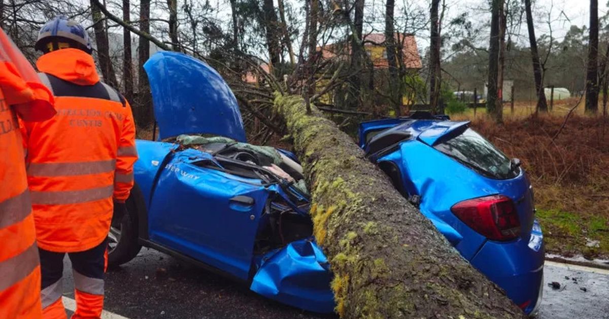 A milímetros de una tragedia: un árbol de 3.000 kilos parte un coche en dos y la conductora sobrevive