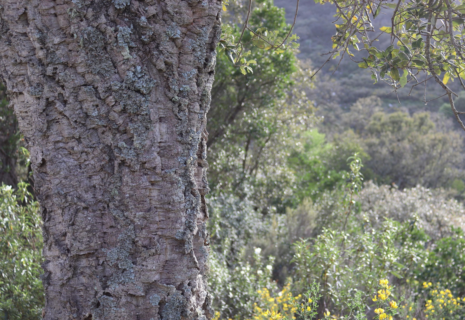 Fotos de la flora y fauna del Parque Natural de Los Alcornocales