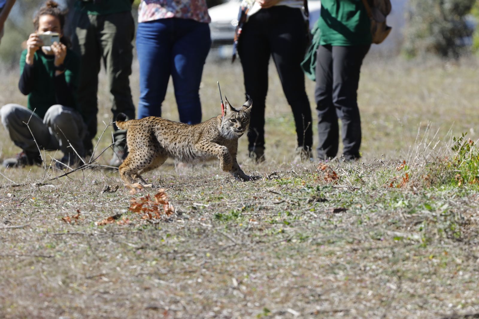 La suelta de la lincesa Salema en el Guadalmellato de Córdoba, en fotografías.
