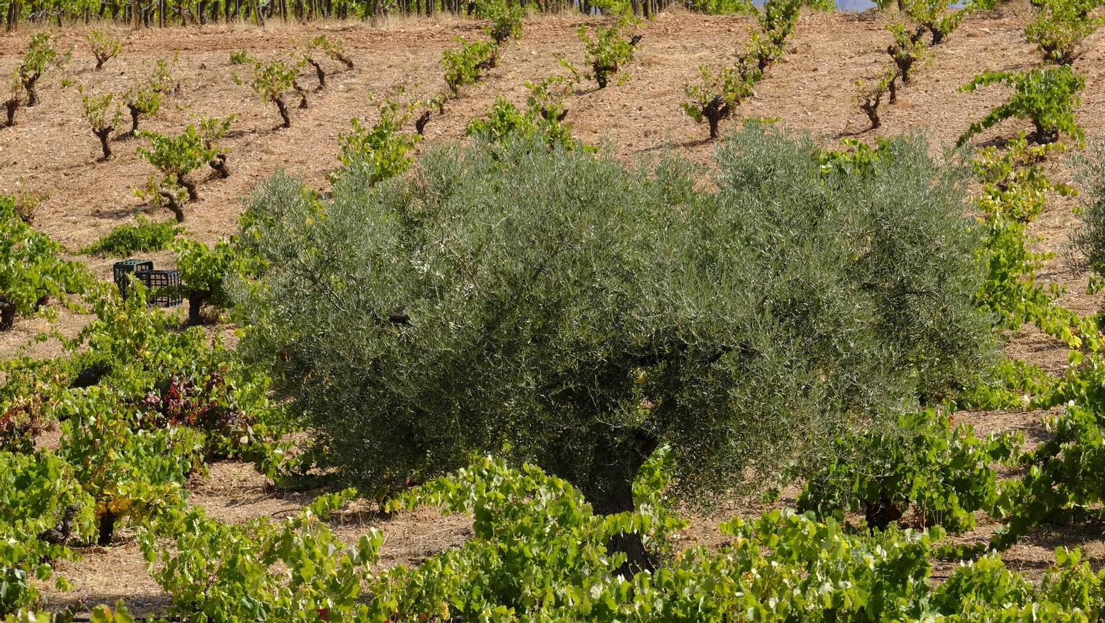 La vendimia en la Bodega Cortijo del Cura de Laujar, en imágenes