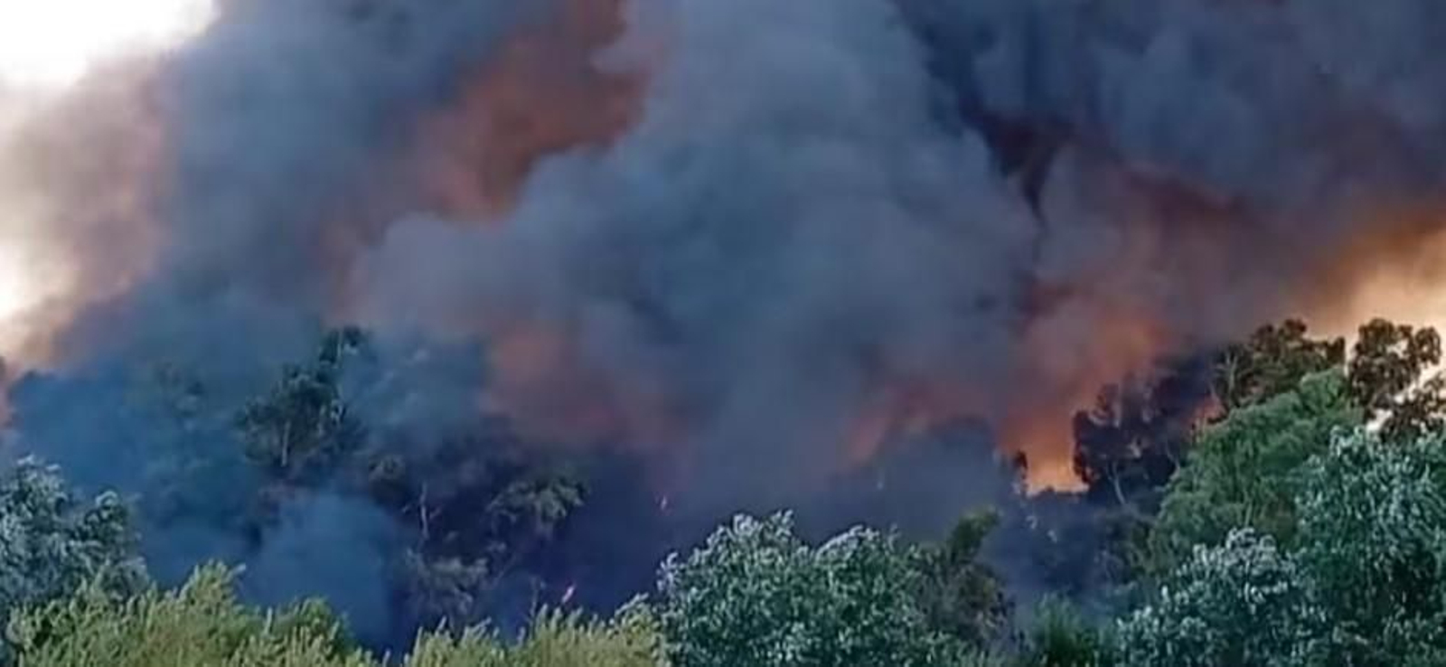 Incendio en la ribera del Genil en Palma del Río.