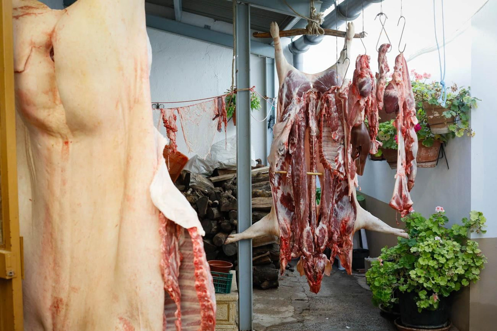 Te contamos en imágenes como son las matanzas en Chirivel