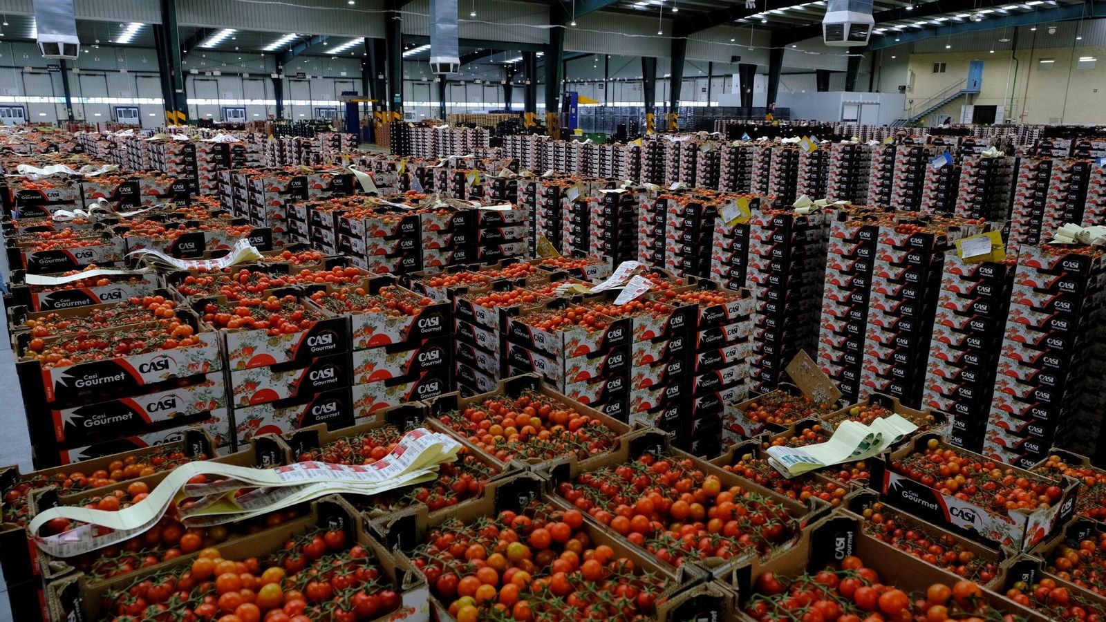 Lotes de tomates apilados en el almacén de CASI, preparados para ser vendidos y cargados.
