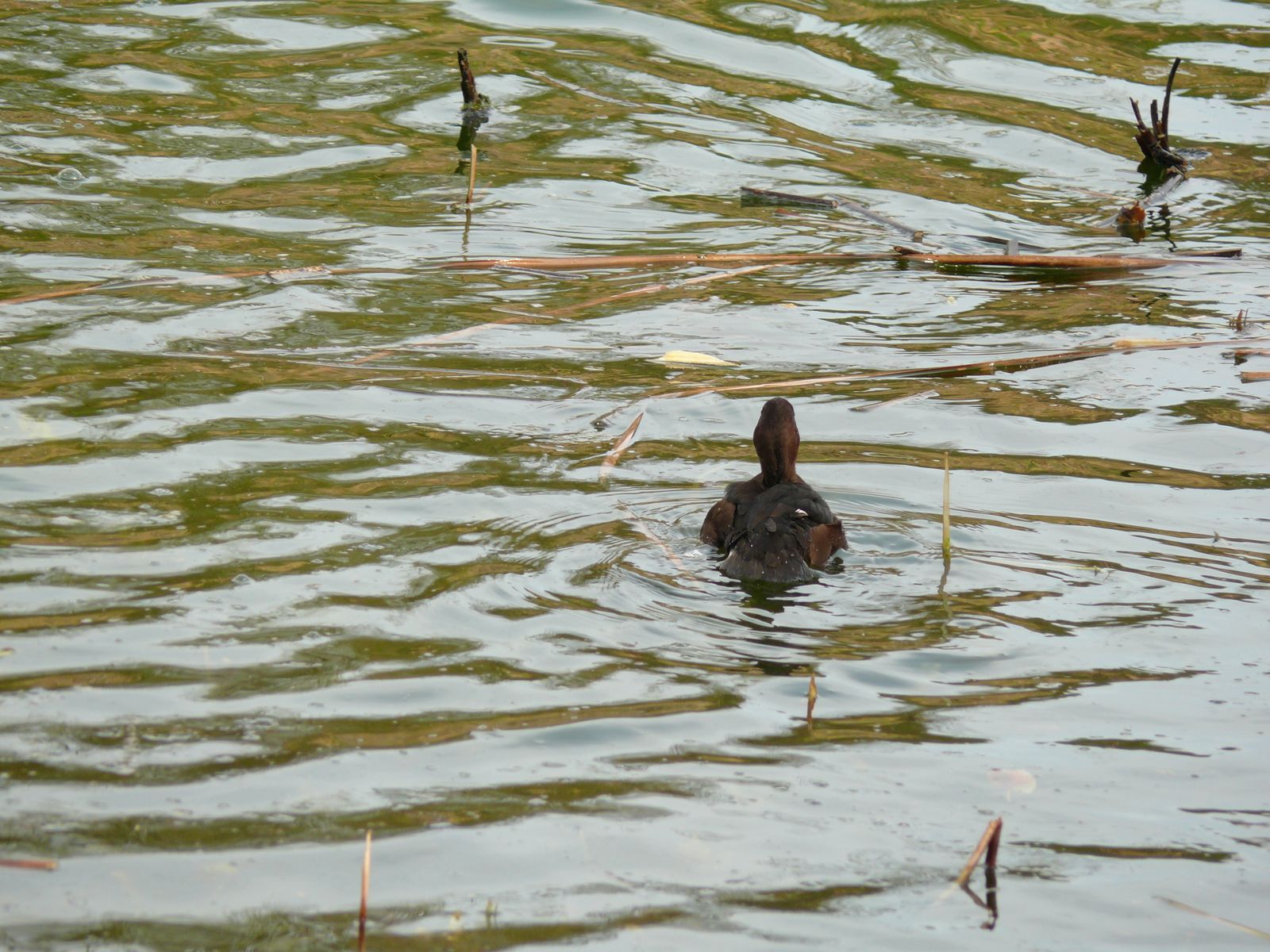 Las imágenes de la suelta de fochas cornudas y porrones pardos
