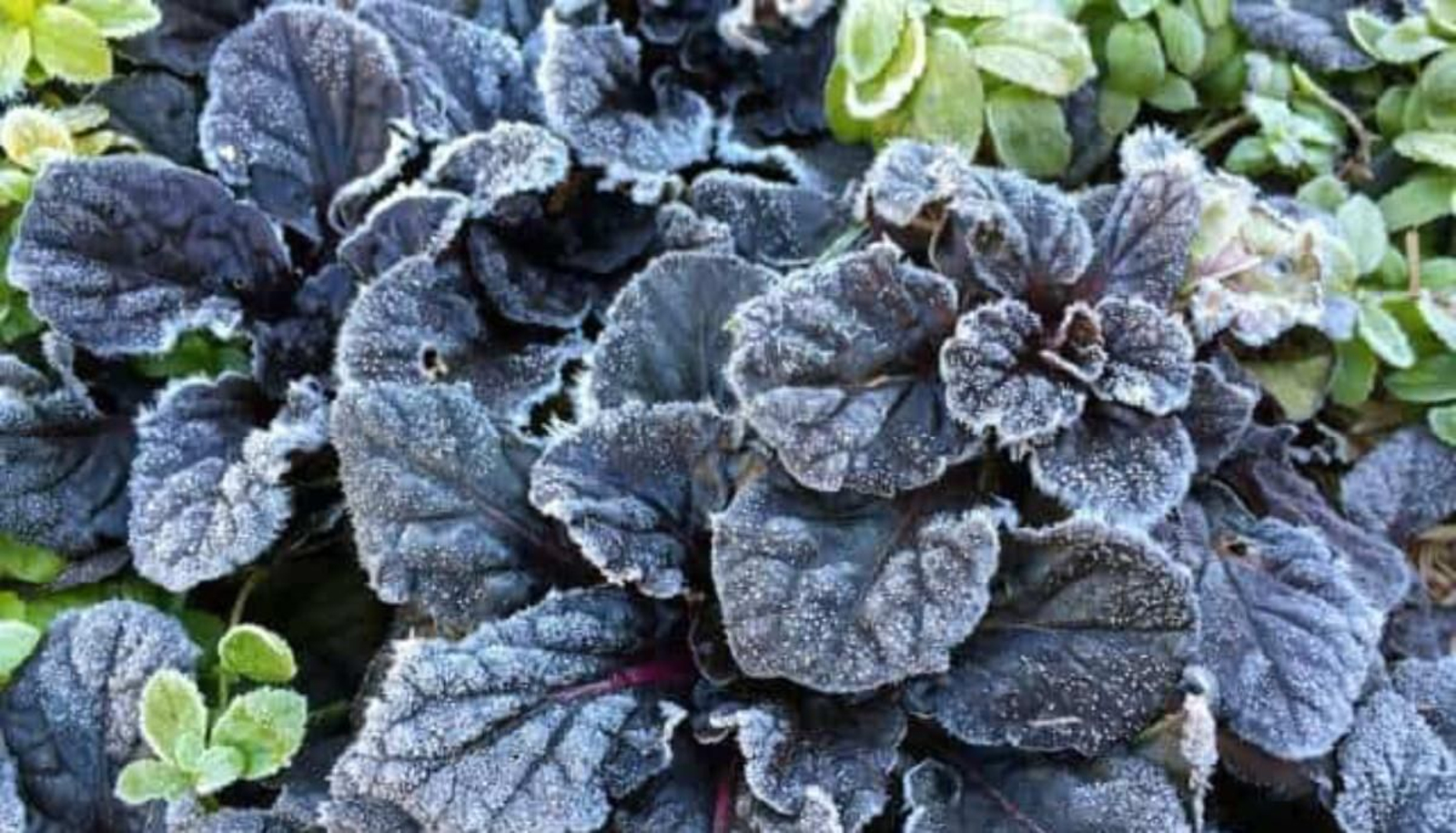 Una planta afectada por la helada negra
