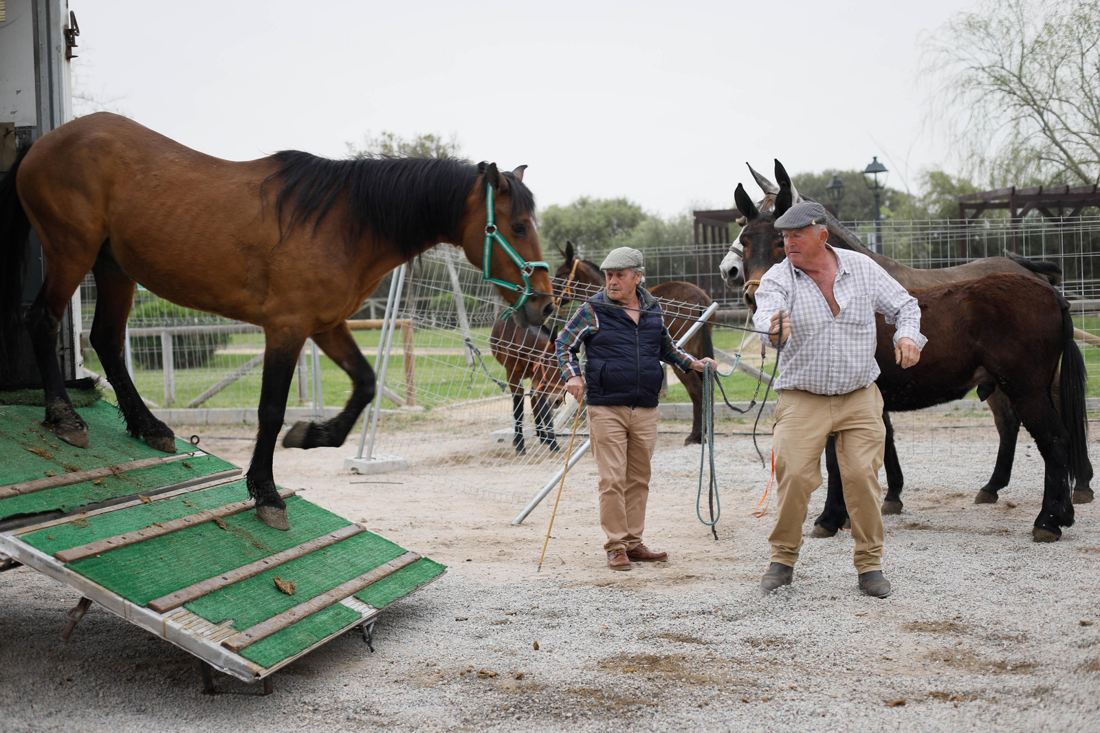 Galería de la Feria  de ganado en Tarambana