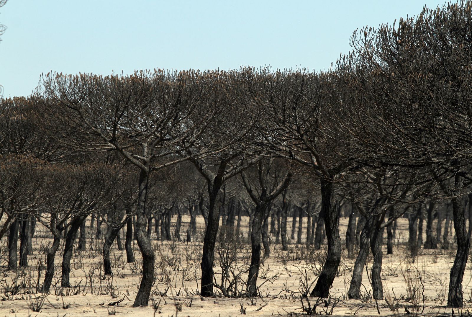 Imágenes de las consecuencias del incendio de Moguer