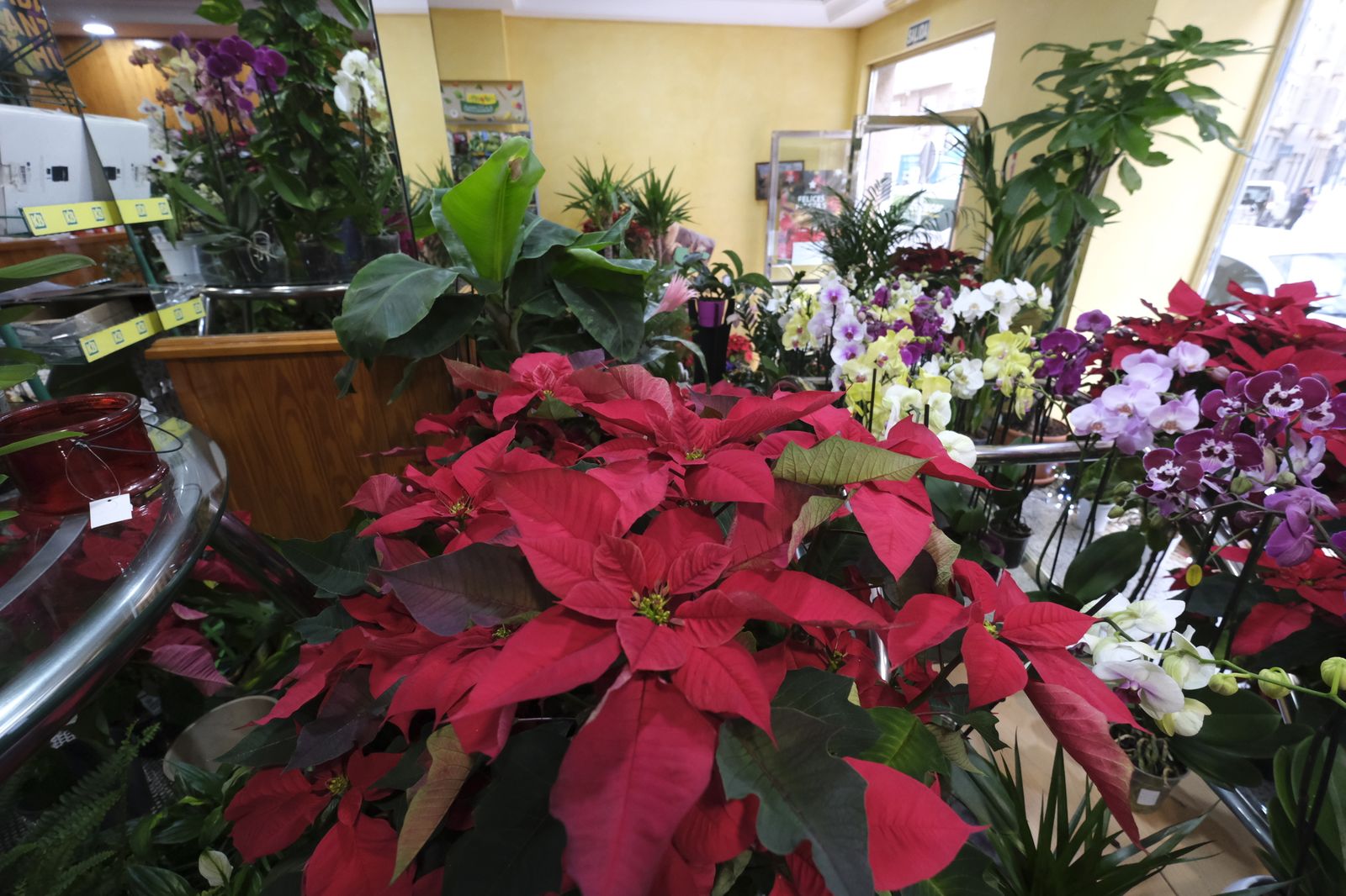 Fotogalería Floristería Suministros Tripiana