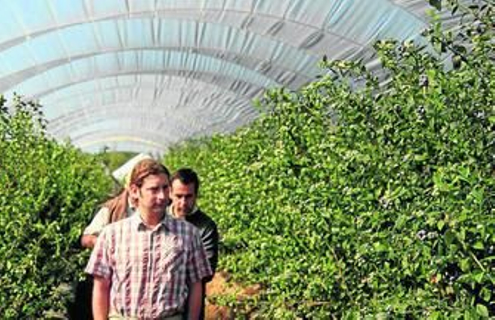 1. José Hayler, en primer término, pasa revista a sus arbutos en una de sus plantaciones. 2. Una imagen de la sede de Hortrifrut, una de las empresas del grupo de José Hayler. 3. Dos temporeras recogen arándanos en la época de recolección. 4. Unas manos cosechadoras y veteranas acarician el fruto para comprobar la calidad del mismo. 5. Uno de los arbustos de los campos de arándanos de Atlantic Blue, con el fruto floreciente.