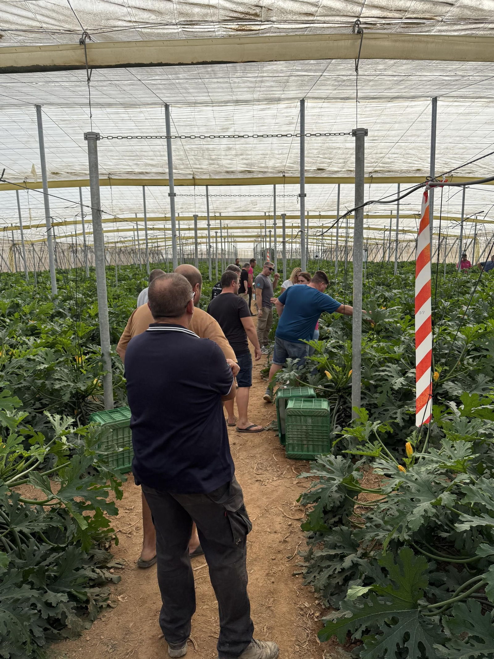 Sakata presenta Kairoh, su nuevo calabacín adaptado a altas temperaturas