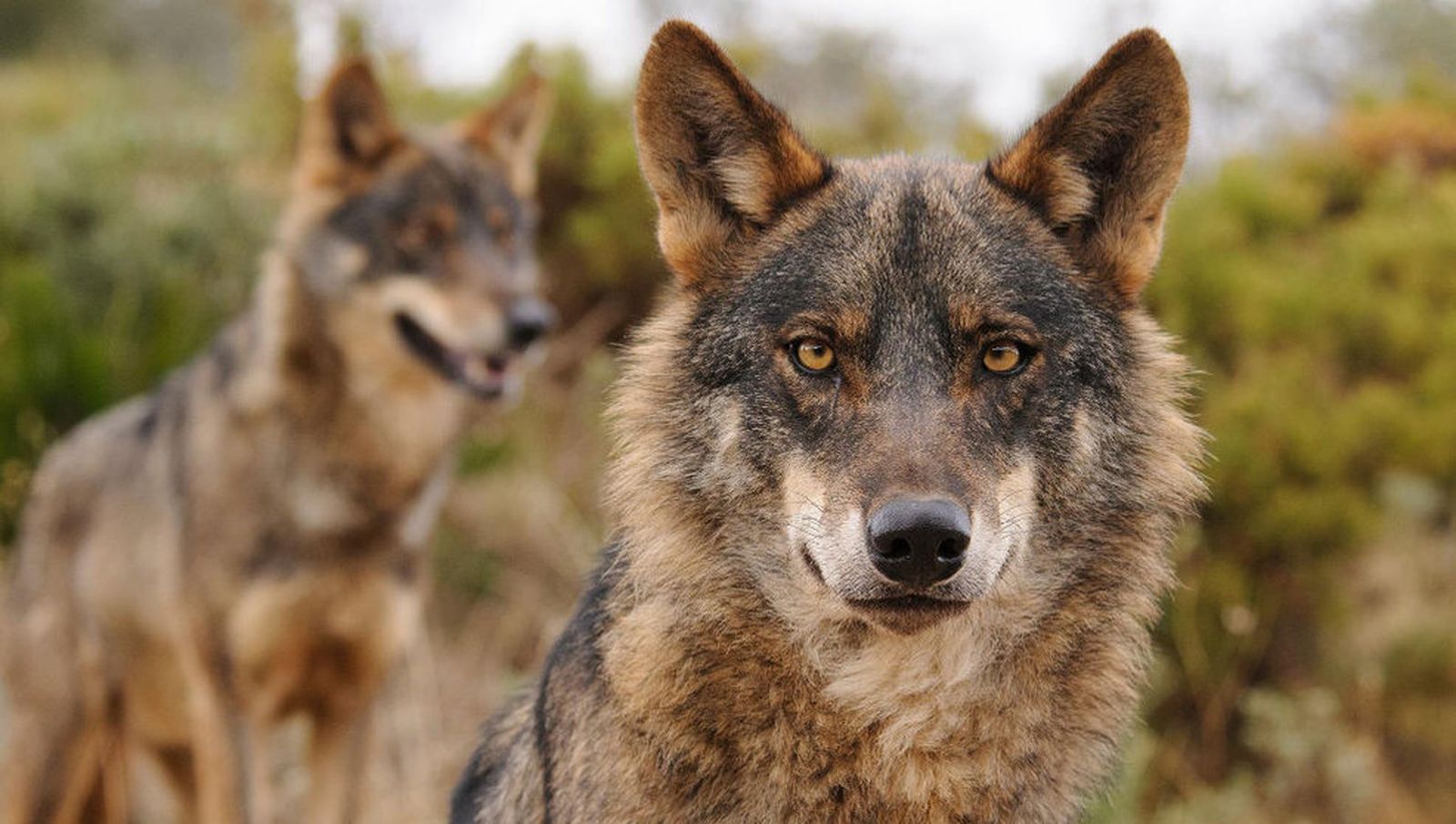 Unos lobos atacan a dos yeguas en Cantabria
