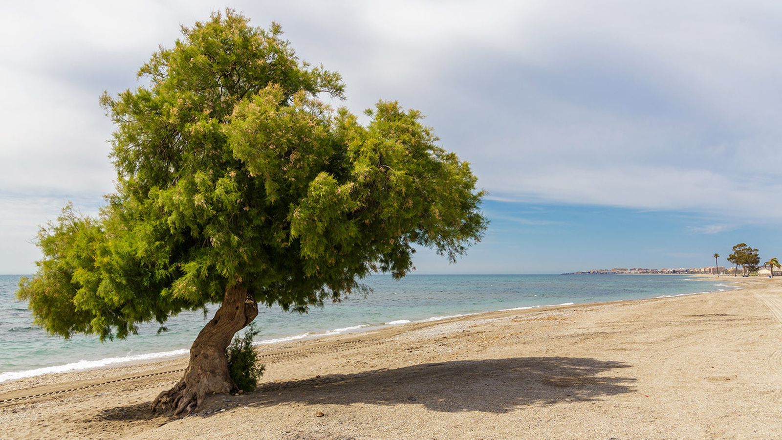 Emblemático ejemplar de taray junto al mar en la playa de La Ventilla, de Roquetas de Mar.
