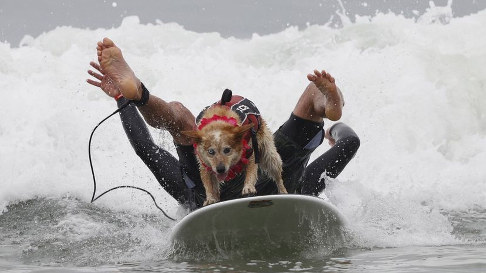 Campeonato de Surf Canino 4