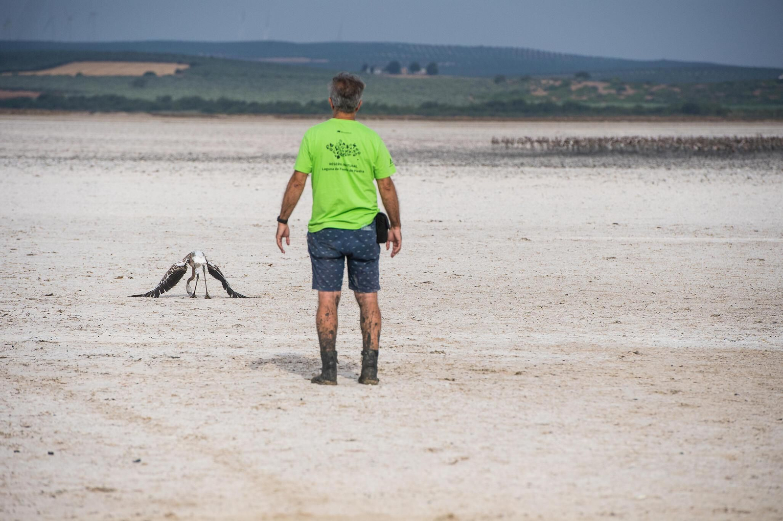 Flamencos en la Laguna de Fuente de Piedra durante el anillamiento (fotos)