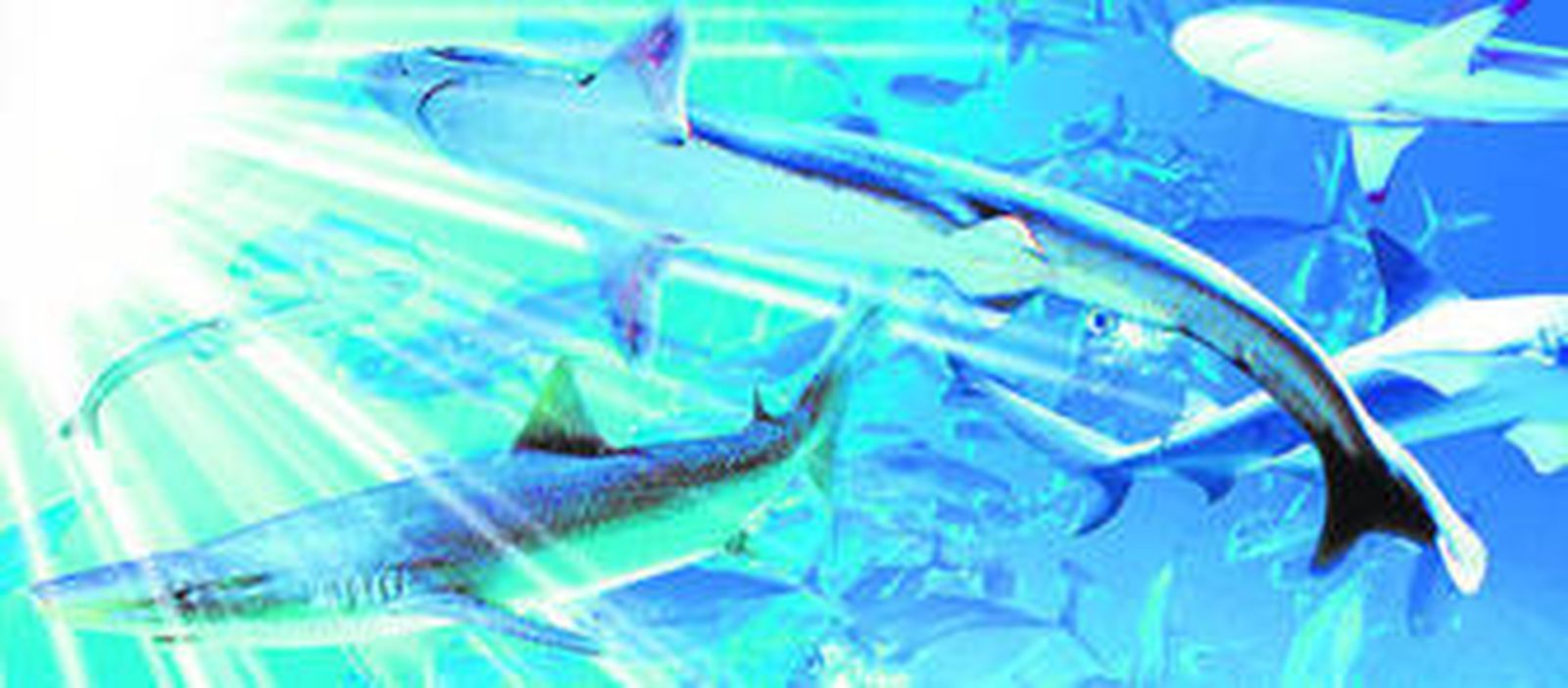 Tiburones del Sea Life de Benalmádena en una imagen de archivo.