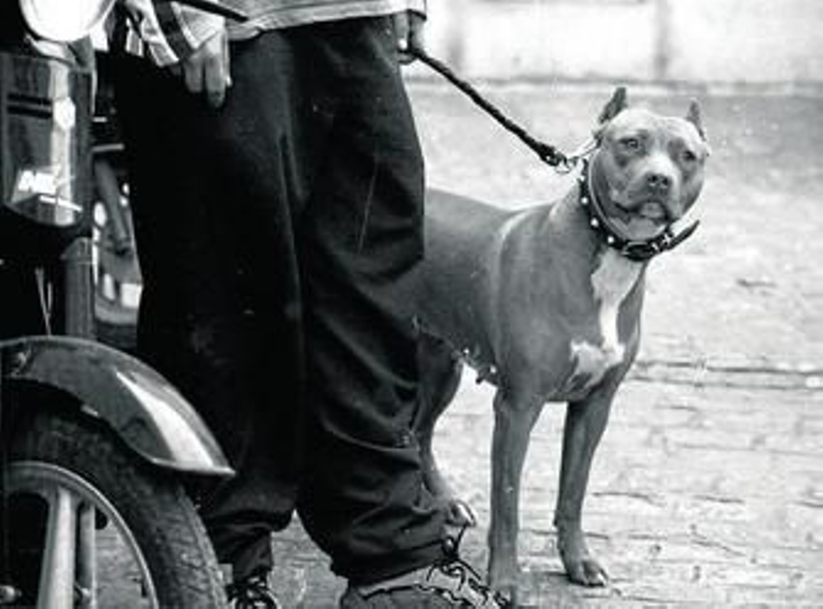 Un hombre sujeta a un perro considerado potencialmente peligroso.