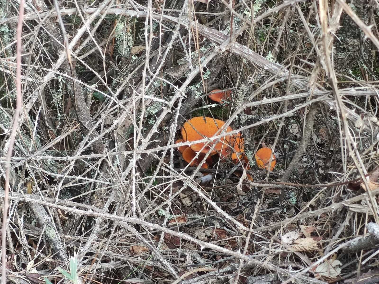 Una ruta familiar que enamora: el Bosque de las Letras en Santa Ana la Real
