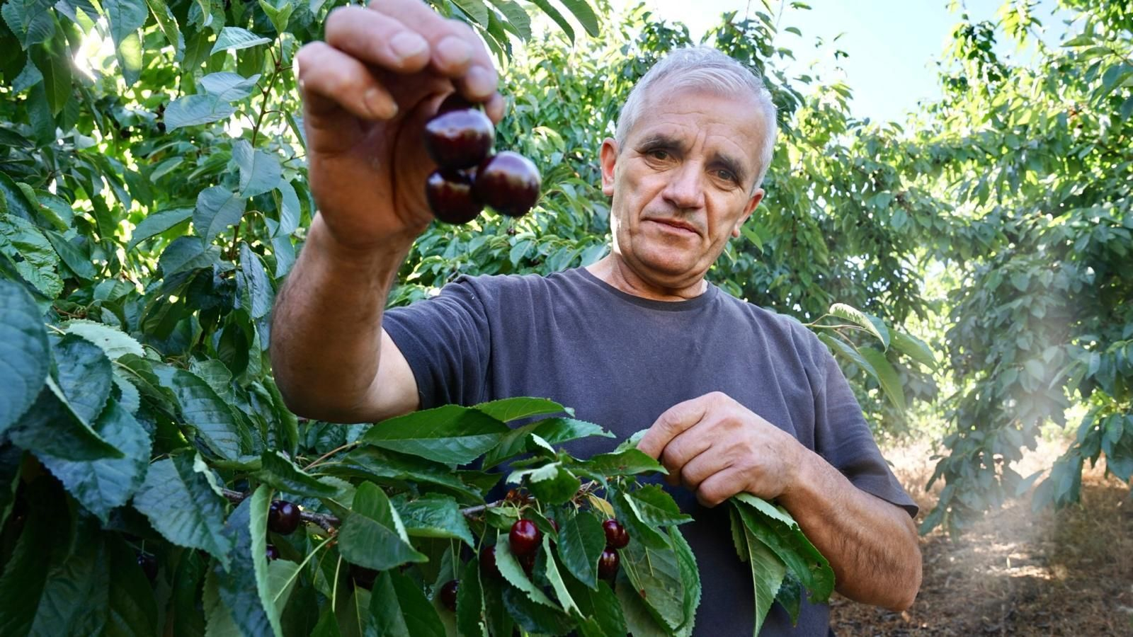 Antonio Ortega, presidente de la cooperativa Maitena del Genil
