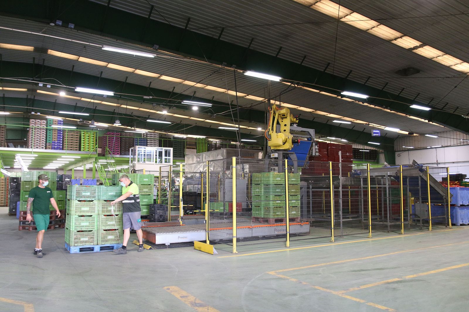 Fotogalería Unica alcanza los 500 millones de kilos