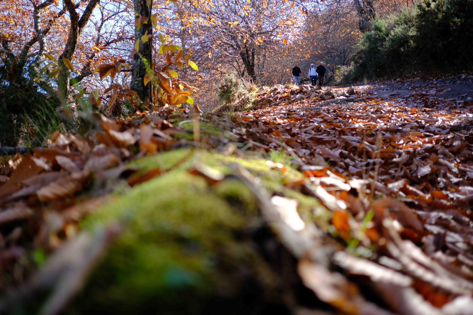 El Bosque de Cobre, en imágenes