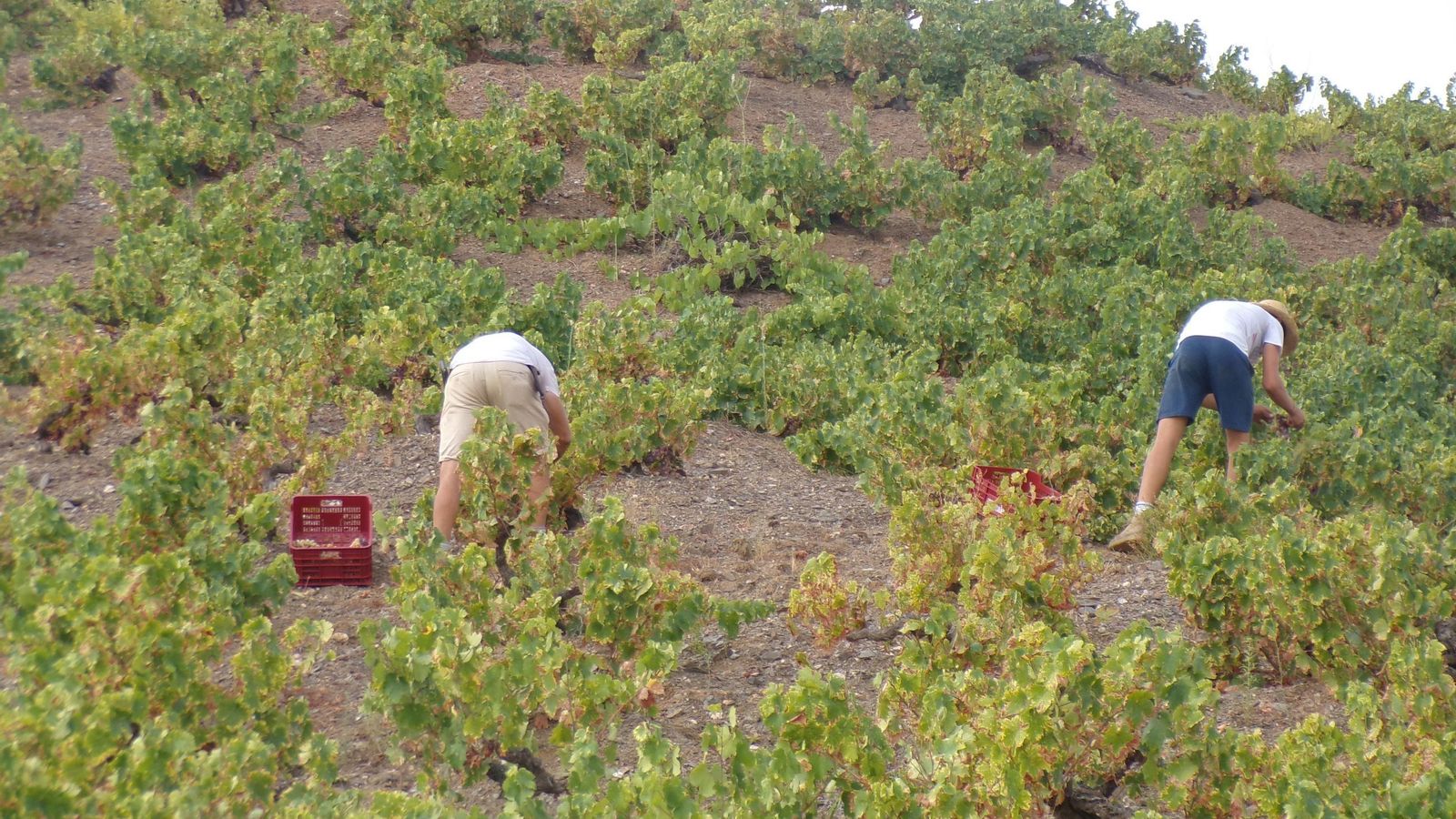 La vendimia en la Axarquía, en imágenes