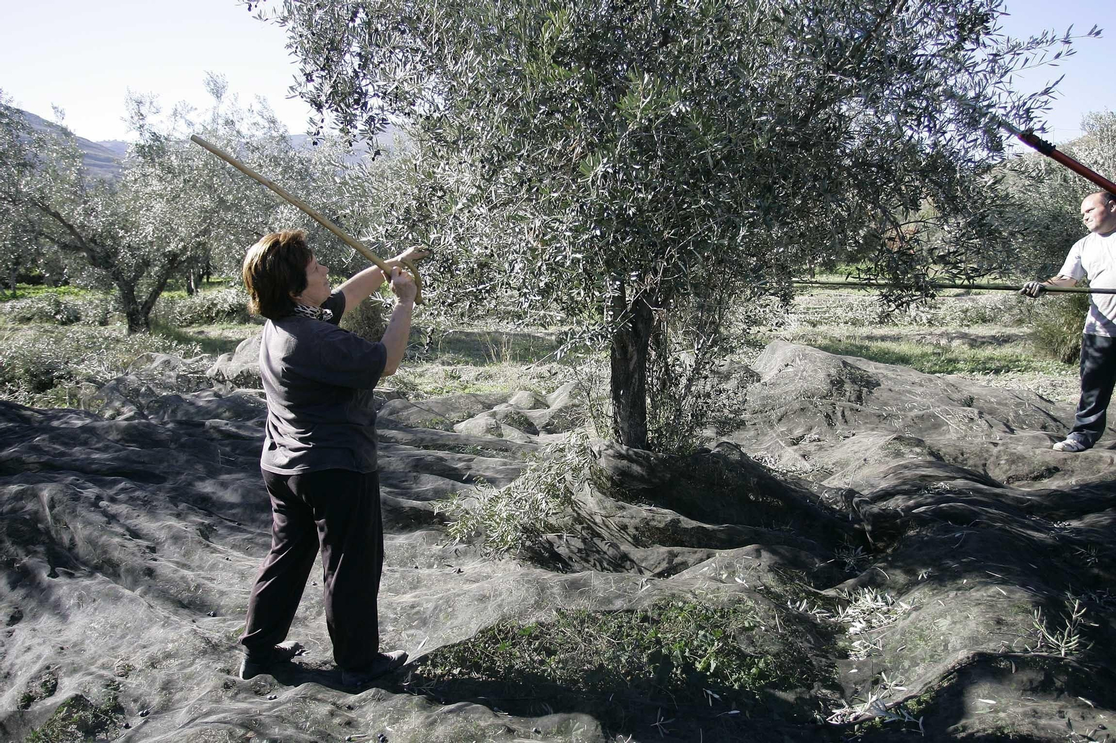 Asaja no espera tensiones en los precios.