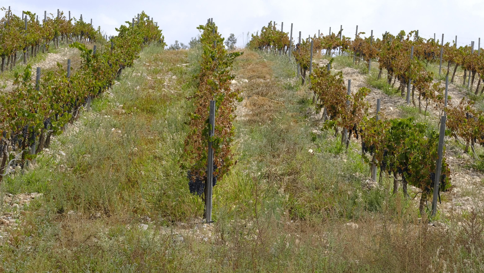 Llega la vendimia a las Bodegas Perfer, en Uleila del Campo