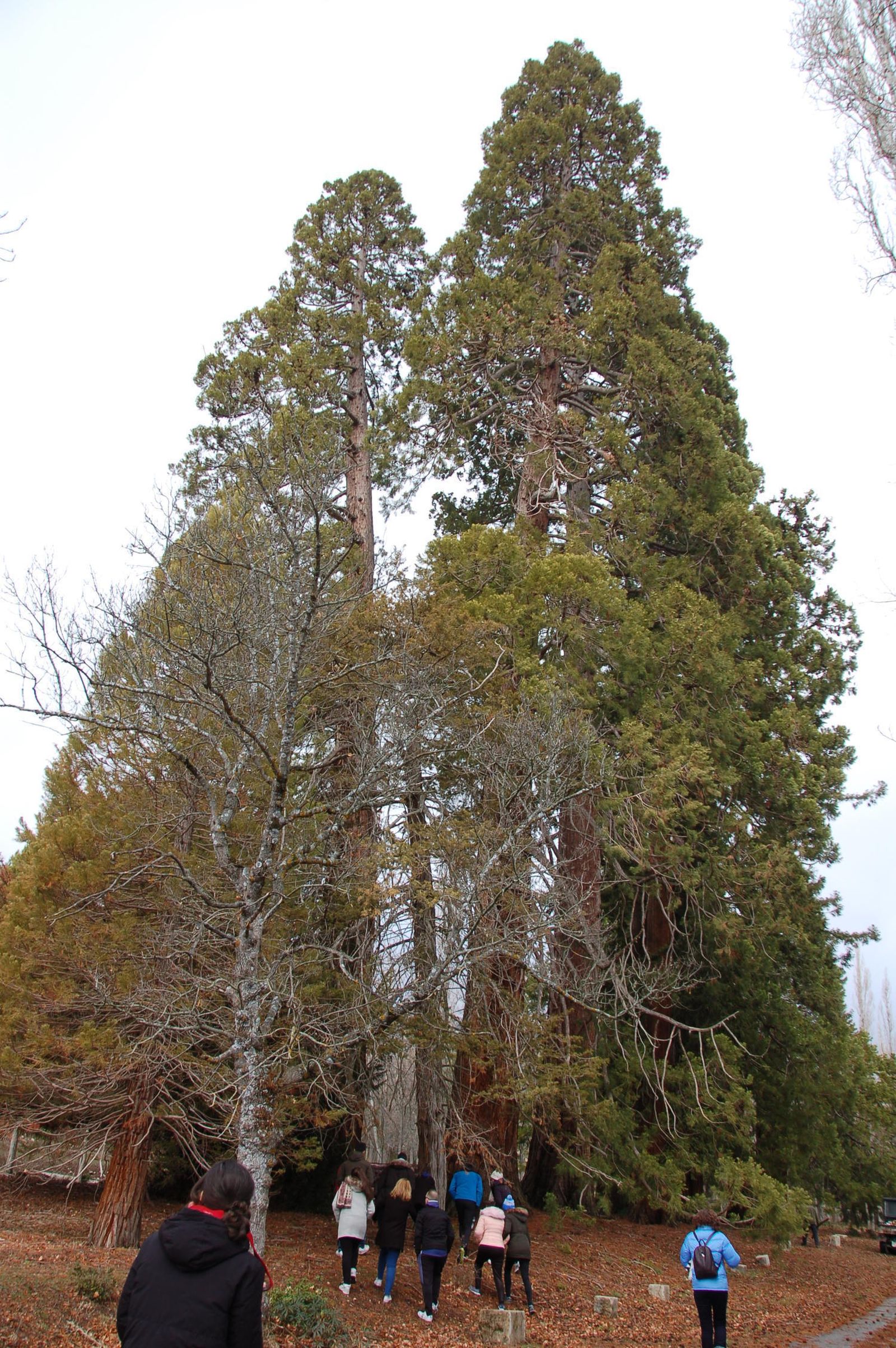 El bosque es un paraje único en la provincia.