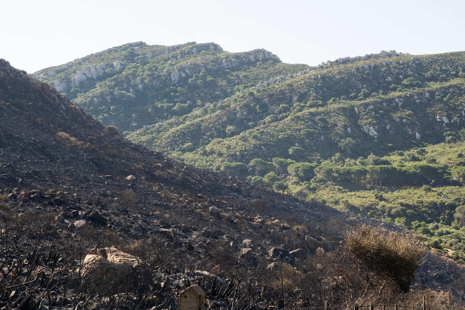 Los efectos del devastador incendio en el paraje monte de La Peña, en imágenes