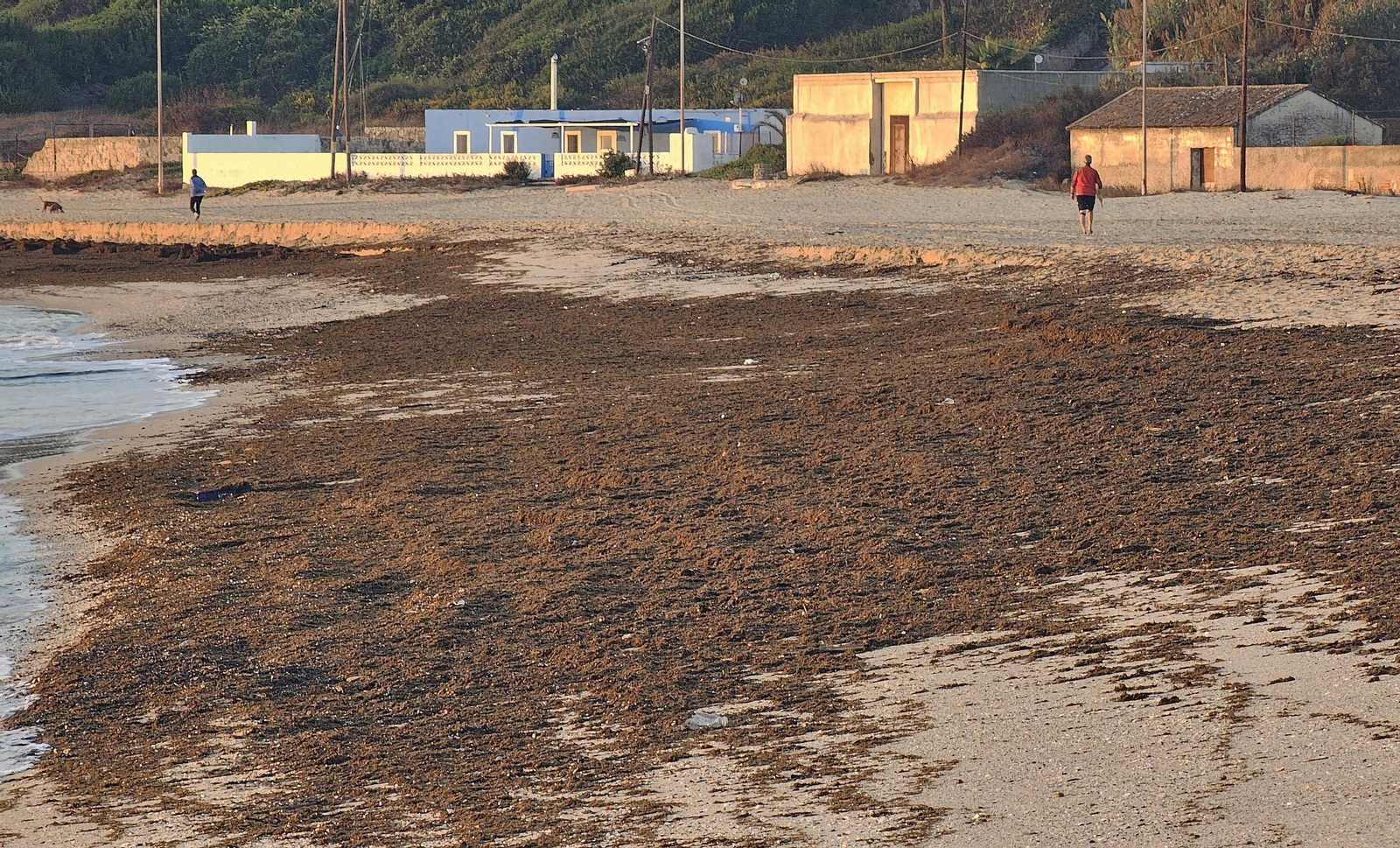 Fotos del nuevo arribazón de alga asiática en la playa de Getares de Algeciras
