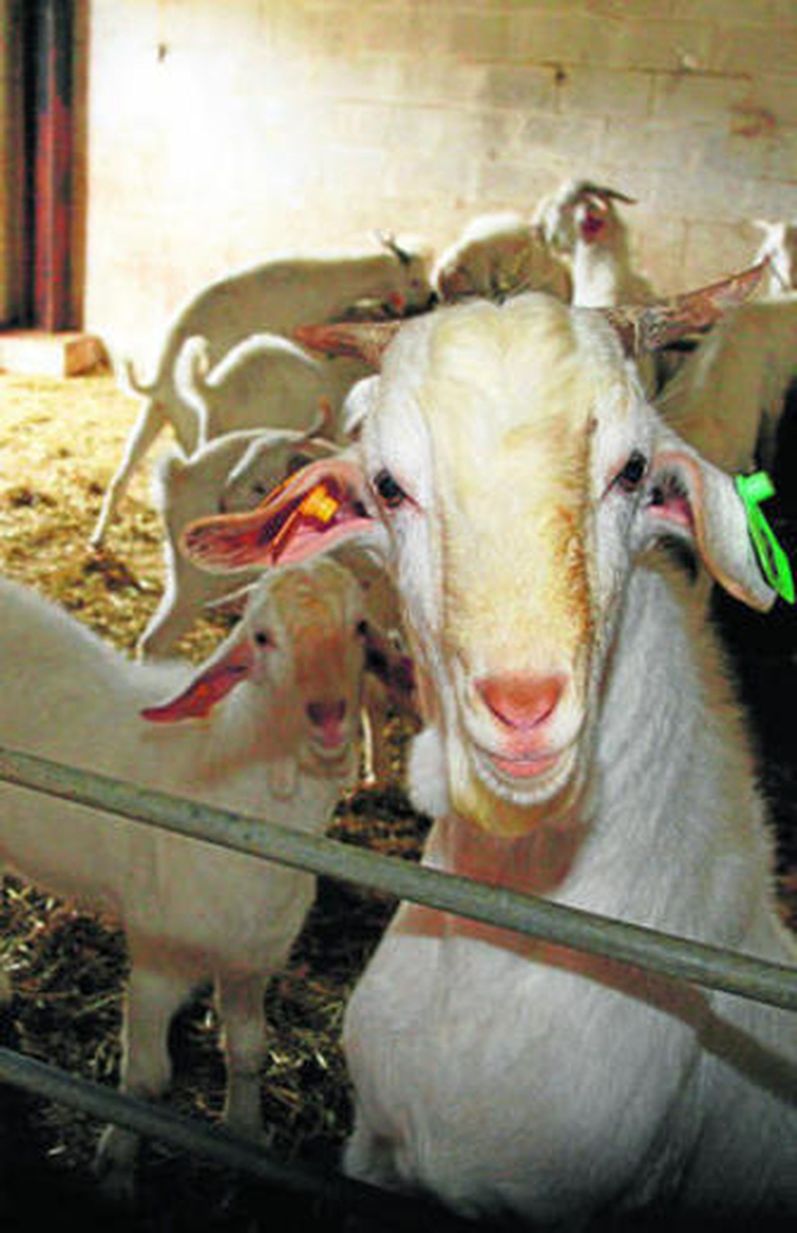 Varias ovejas en un establo.