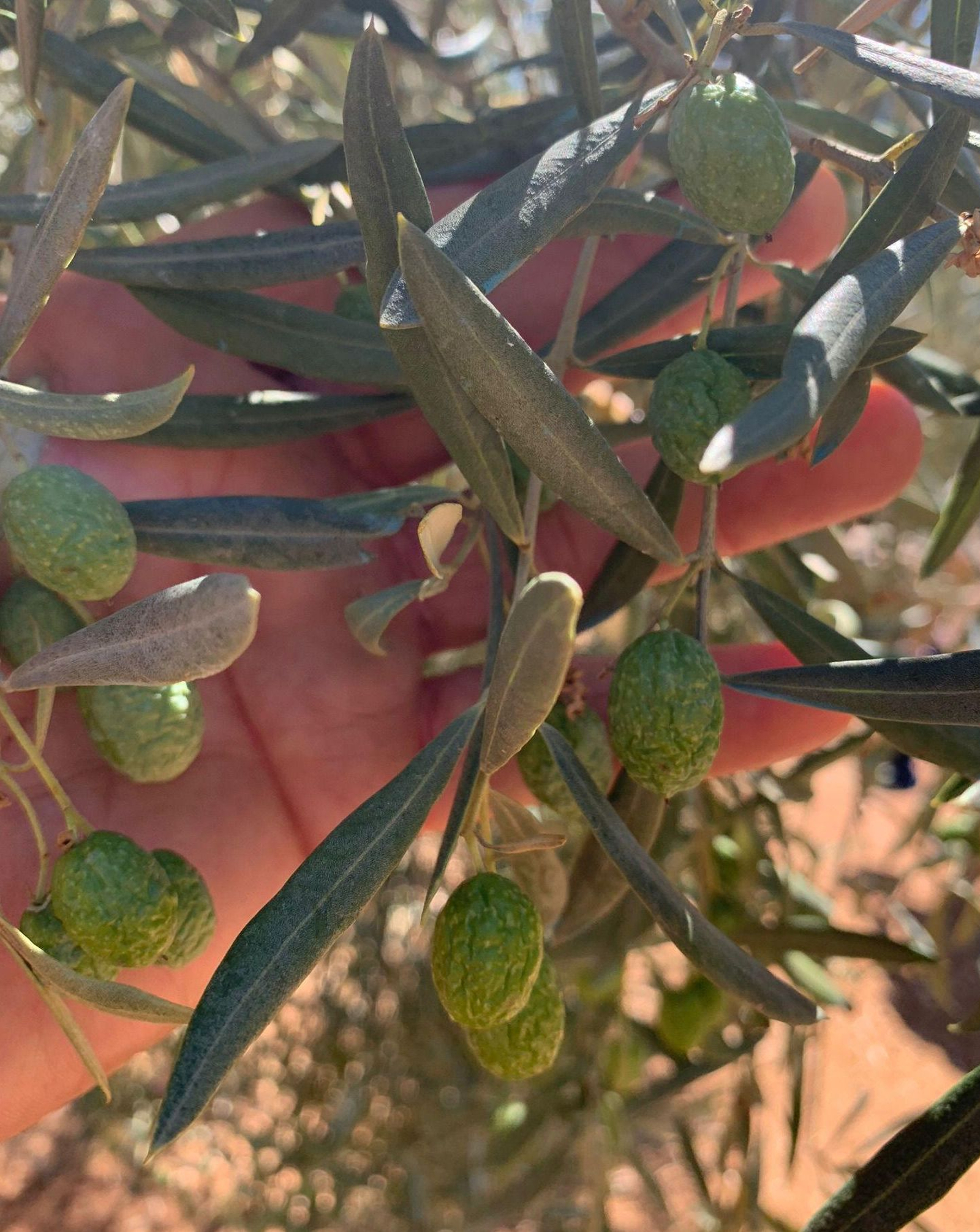 Aceitunas arrugadas en un olivar cordobés.