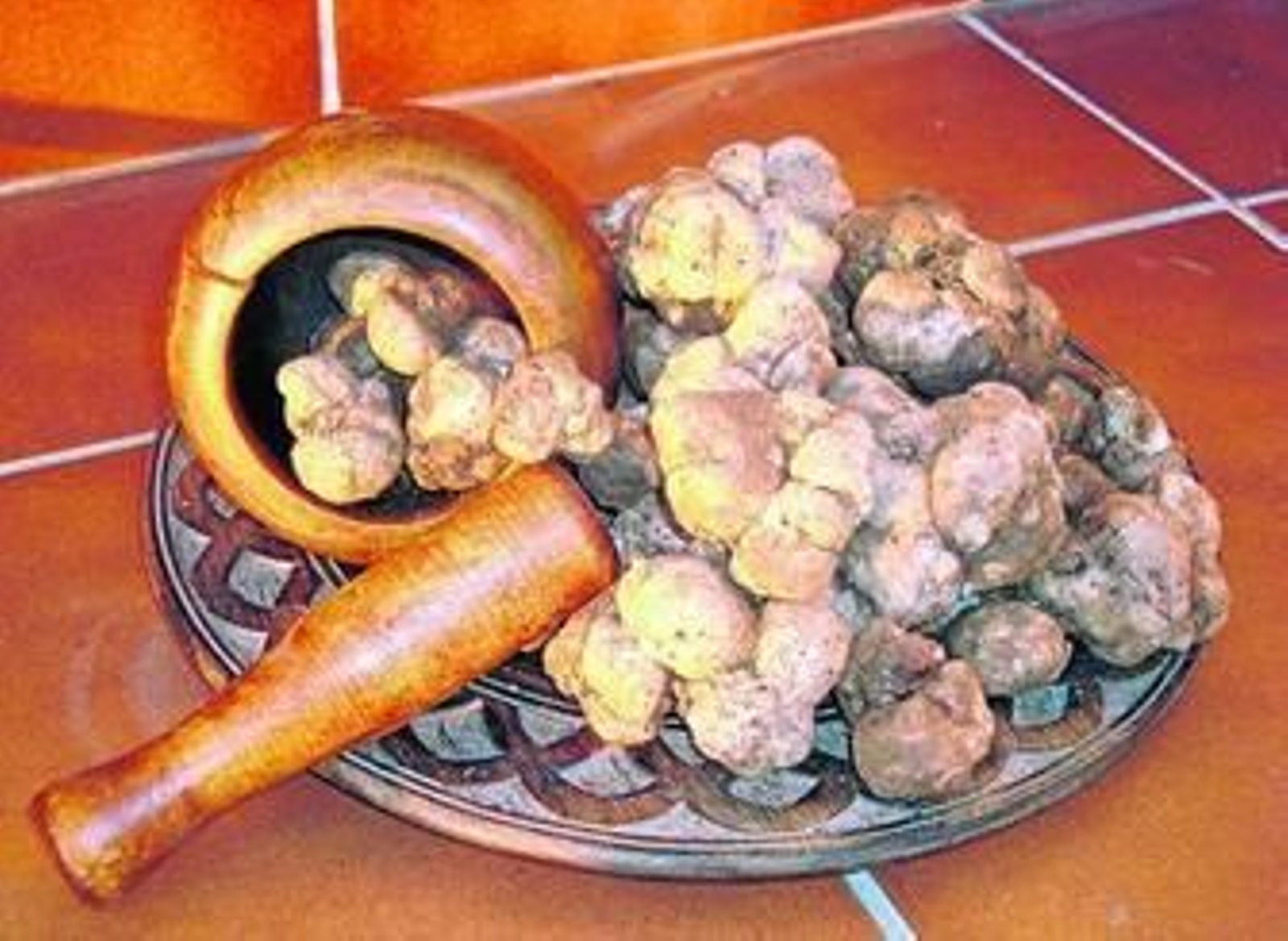 La turma, trufa blanca de El Andévalo